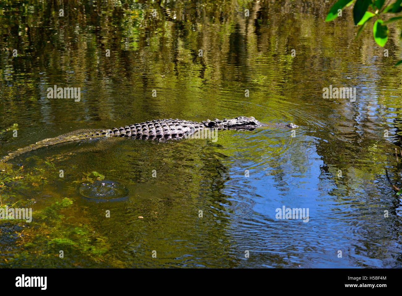 (Alligator mississippiensis Alligator) à l'état sauvage, le Parc National des Everglades, en Floride Banque D'Images