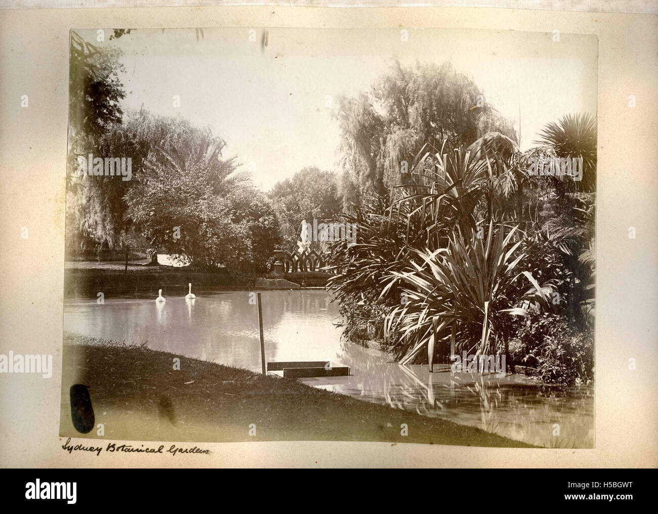 Les jardins botaniques royaux de Sydney sont un grand jardin public de Sydney, en Australie, connu pour sa vaste collection de plantes et ses efforts de conservation. Il sert de destination populaire pour les visiteurs et les activités de recherche. Banque D'Images