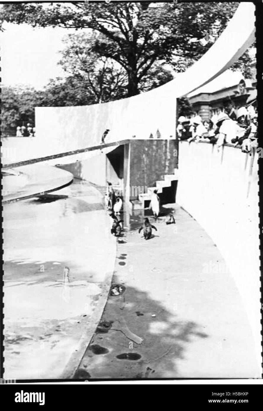 Cette photographie montre des pingouins dans un enclos du zoo de Londres, l'un des zoos les plus anciens et les plus renommés au monde. Le zoo est célèbre pour sa collection diversifiée d'animaux. Banque D'Images