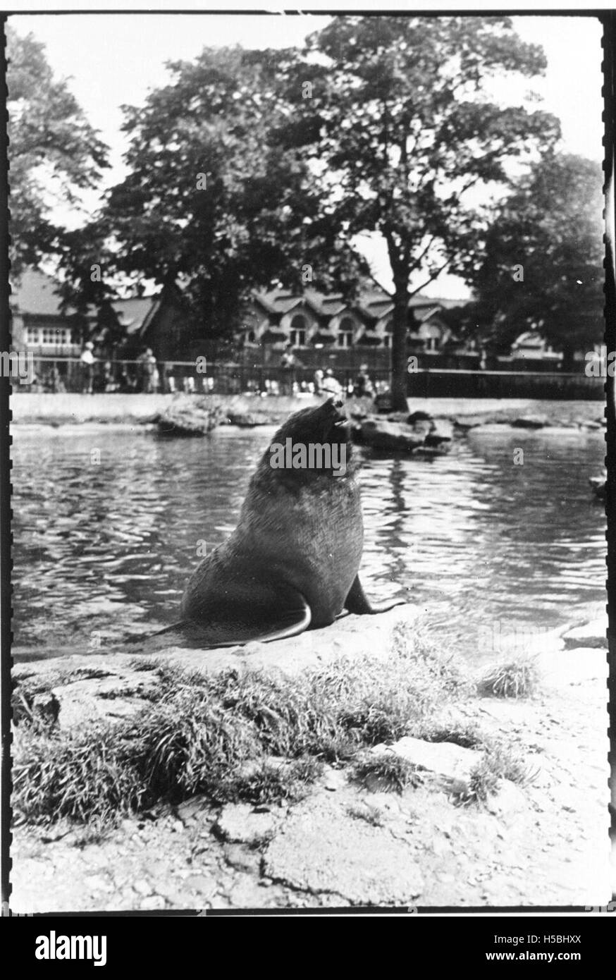 Un phoque est photographié dans une piscine de zoo en Angleterre, peut-être dans un enclos conçu pour les animaux marins. Cela reflète les efforts du zoo en matière de soins et d’éducation des animaux. Banque D'Images