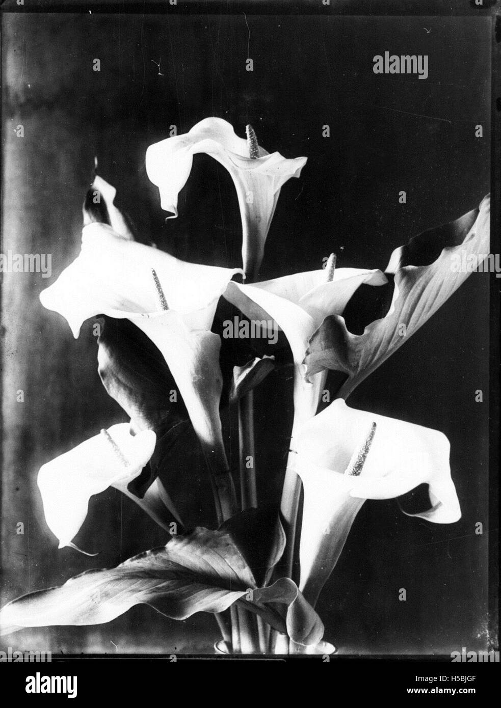 Cette photographie met en valeur des lis, une fleur populaire et élégante, capturant leurs pétales délicats et leurs couleurs vibrantes. Les lis sont souvent associés à la pureté et à la beauté, couramment utilisés dans les arrangements floraux et le symbolisme dans diverses cultures. Banque D'Images