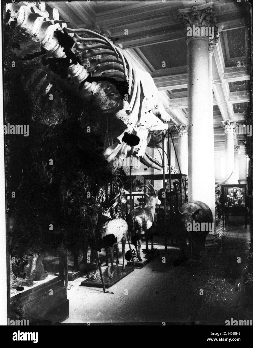 L'image montre une salle d'exposition au sein du Musée australien, présentant diverses expositions et expositions. Le musée est connu pour son accent sur l'histoire, la science et la culture, attirant des visiteurs à l'échelle nationale et internationale. Banque D'Images