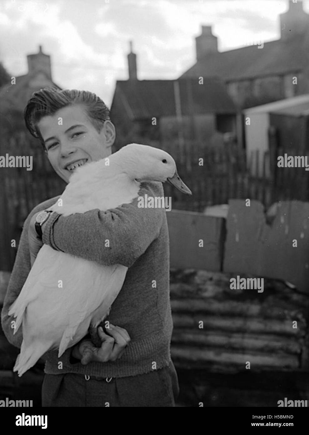 Photographie d'un canard à Pencaenewydd, au pays de Galles, sauvé de l'abattage à Noël. L'image représente le canard dans un cadre paisible, soulignant son sauvetage et sa survie. Banque D'Images