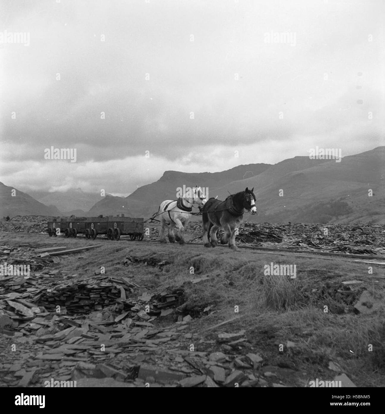Le chemin de fer tiré par des chevaux de Dyffryn Nantlle au pays de Galles était un important système de transport avant sa fermeture en 1959. Elle utilisait des chevaux pour tirer des chariots le long des voies ferrées, desservant la communauté locale et les industries de la région. La fermeture du chemin de fer a marqué la fin d'une ère dans la technologie des transports pour la région. Banque D'Images