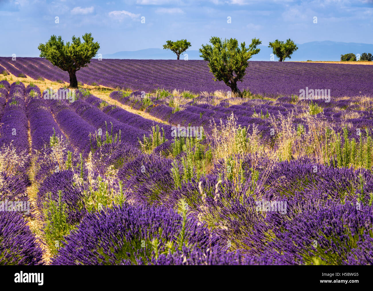Champs de lavande à Valensole avec des oliviers. En été, Alpes de Hautes Provence, Alpes du Sud, France Banque D'Images