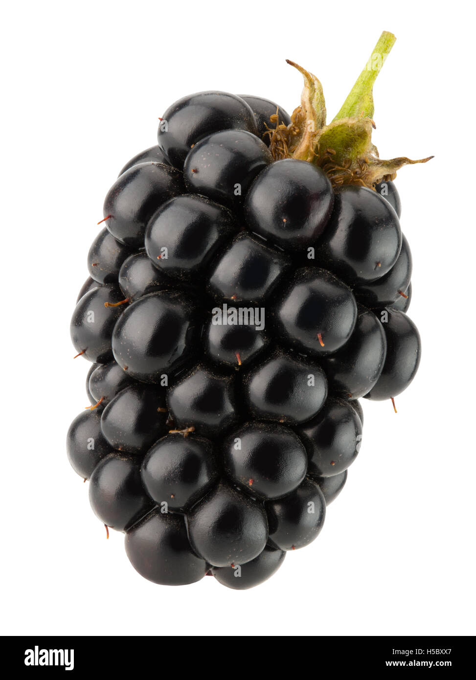 Le blackberry isolé sur fond blanc. Banque D'Images