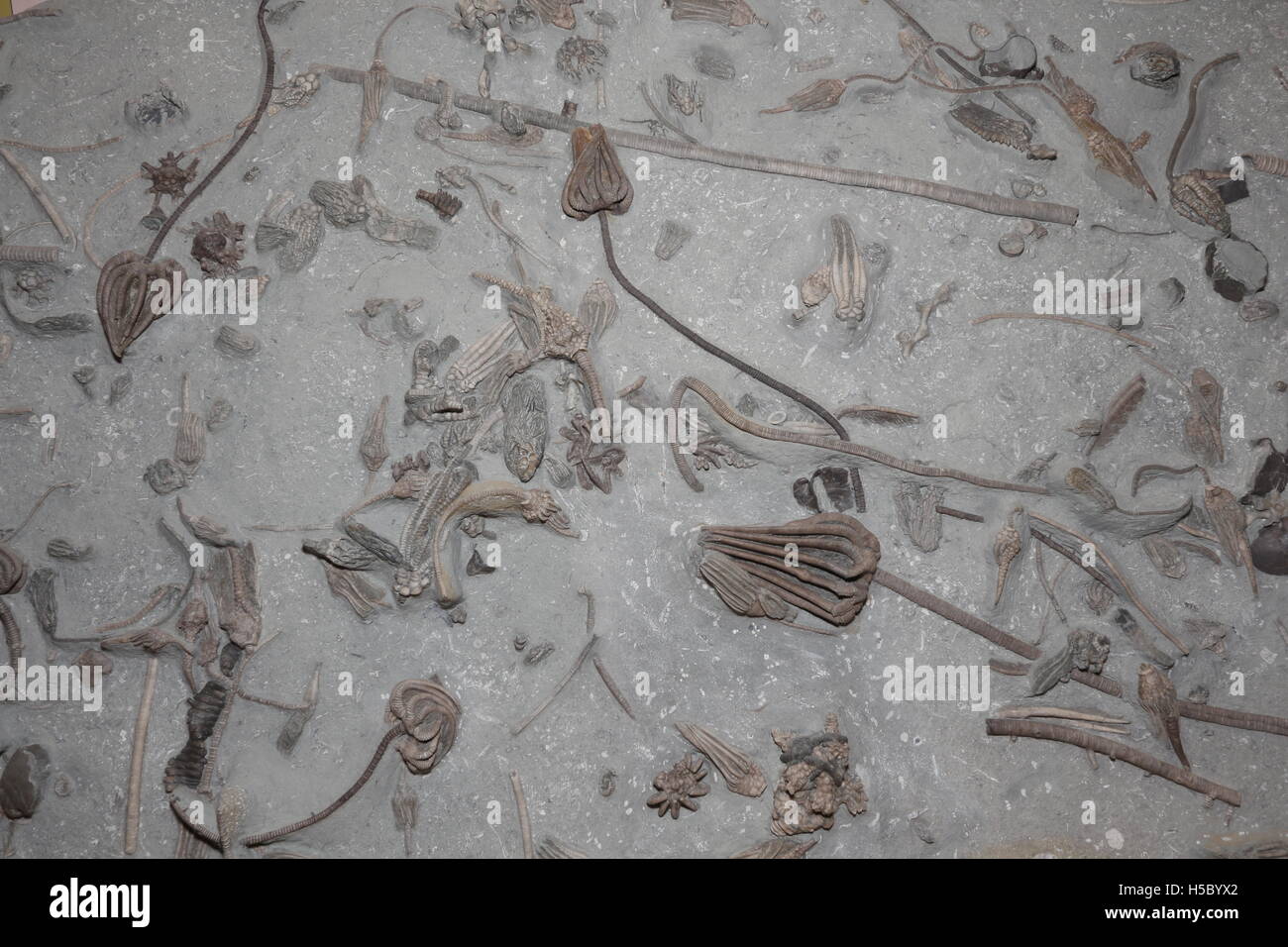 Les Crinoïdes fossiles, 350 millions d'années à partir de la période carbonifère précoce, de l'Indiana Banque D'Images