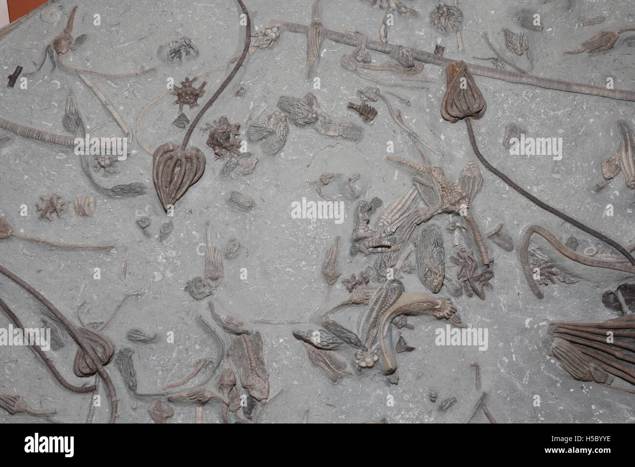 Les Crinoïdes fossiles, 350 millions d'années à partir de la période carbonifère précoce, de l'Indiana Banque D'Images
