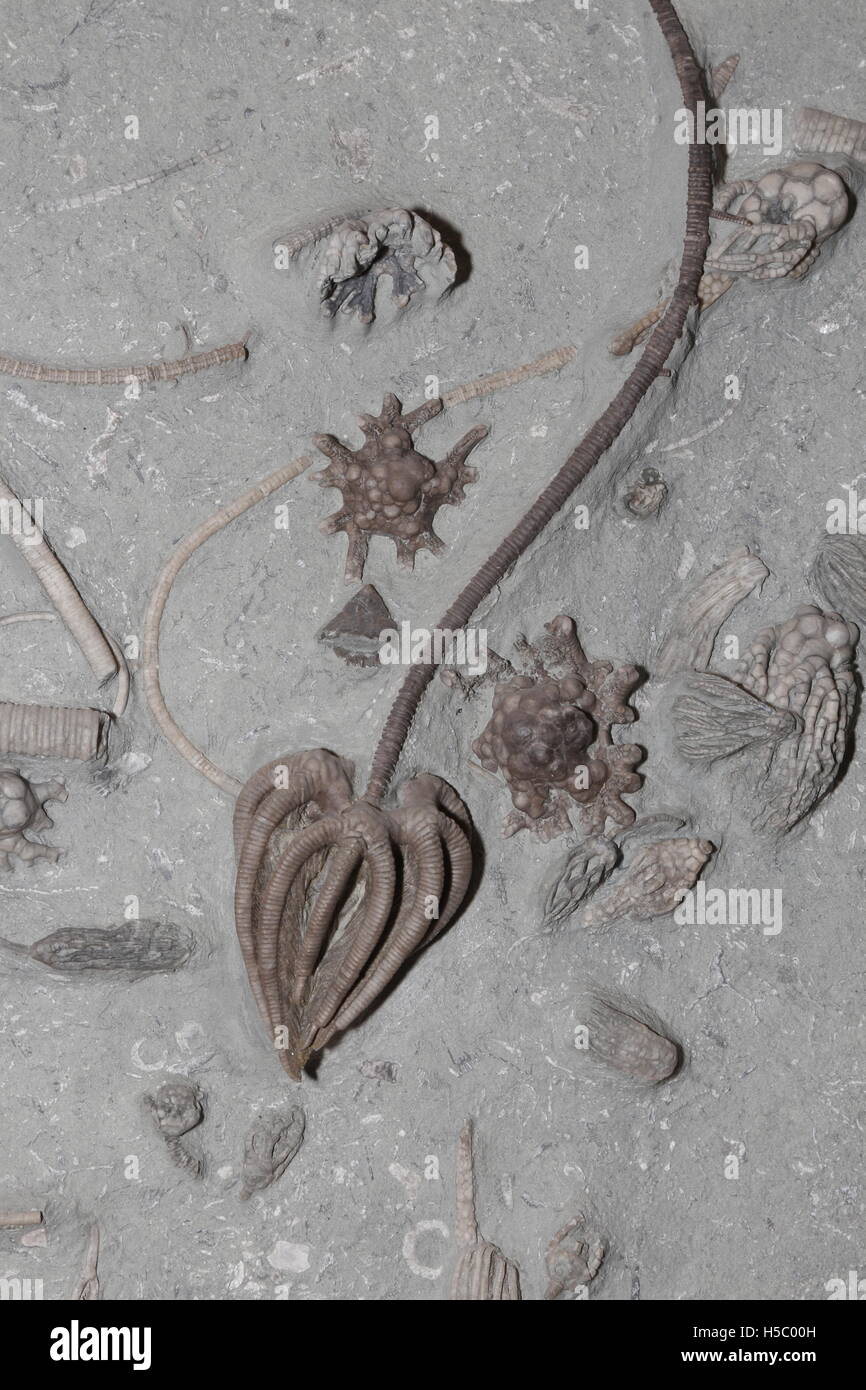 Les Crinoïdes fossiles, 350 millions d'années à partir de la période carbonifère précoce, de l'Indiana Banque D'Images