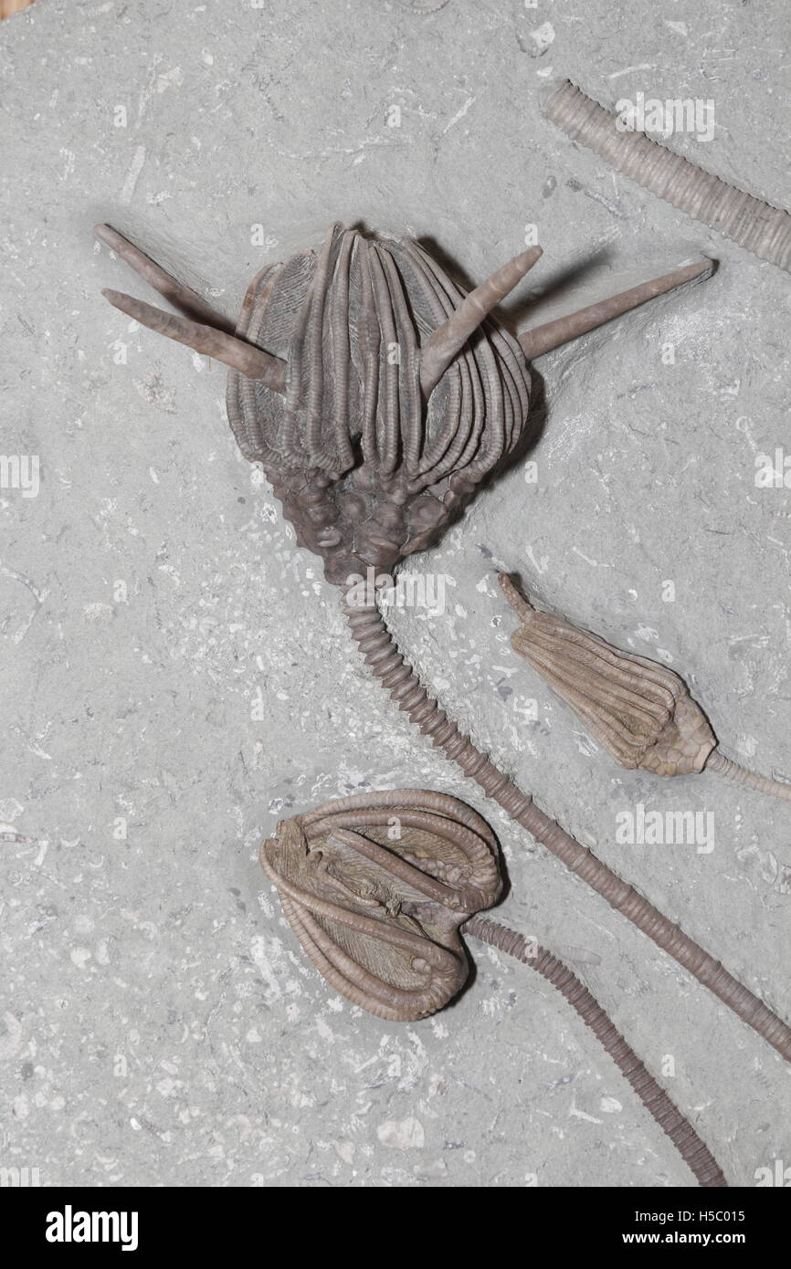 Les Crinoïdes fossiles, 350 millions d'années à partir de la période carbonifère précoce, de l'Indiana Banque D'Images