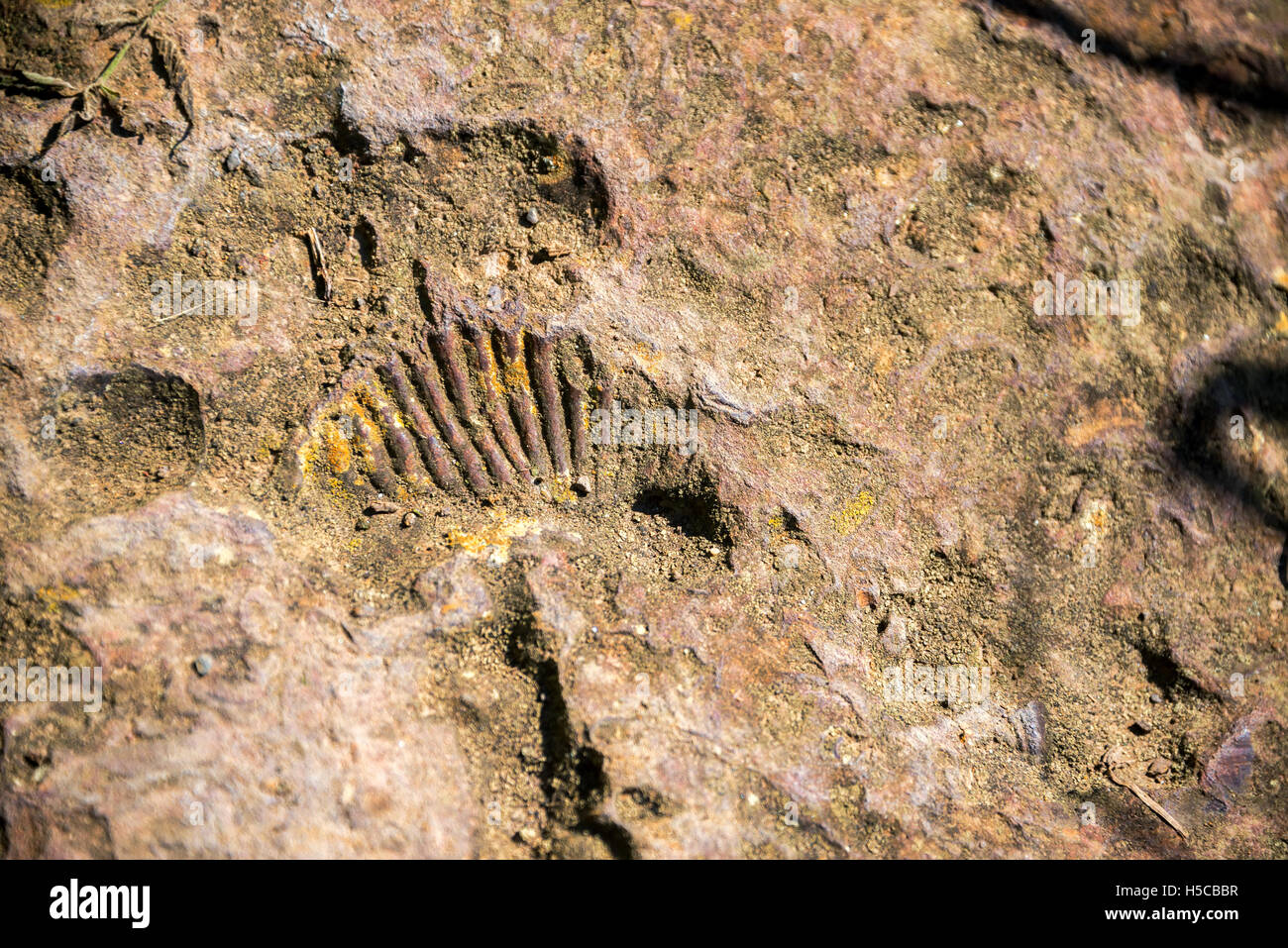 Vue d'un fossile d'ammonite près de Barichara, Colombie Banque D'Images