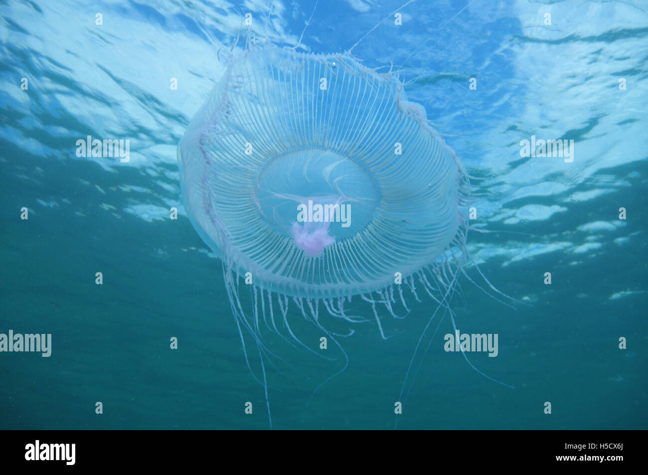 Les méduses très près de la surface de la mer Banque D'Images