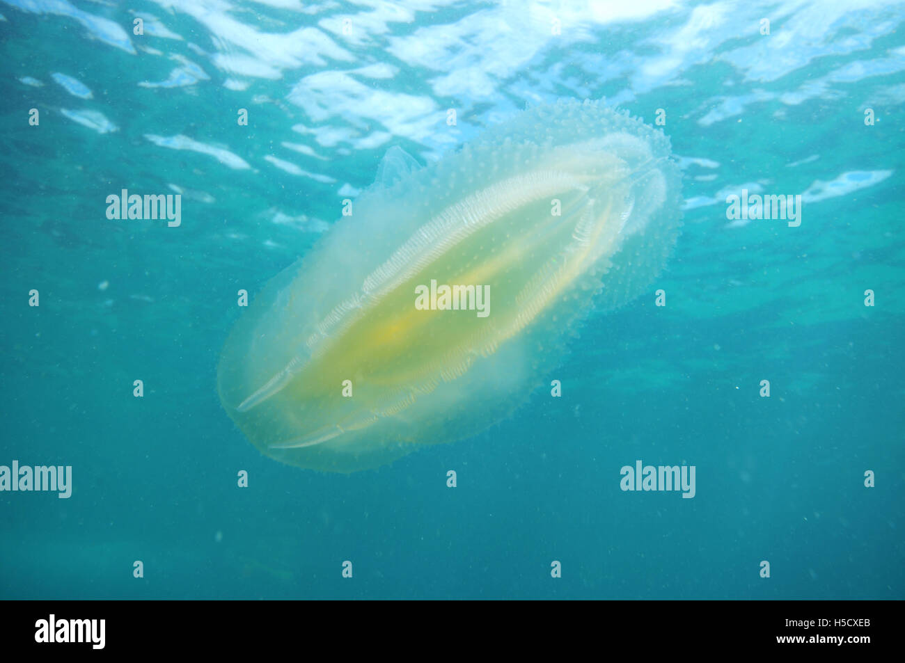 Comb jelly près de la surface de la mer Banque D'Images