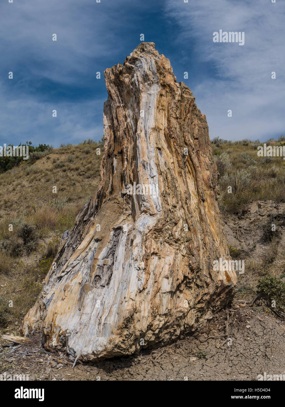 Le bois pétrifié tronc d'arbre, Forêt Pétrifiée, Parc National Theodore Roosevelt, l'unité Sud, Dakota du Nord. Banque D'Images