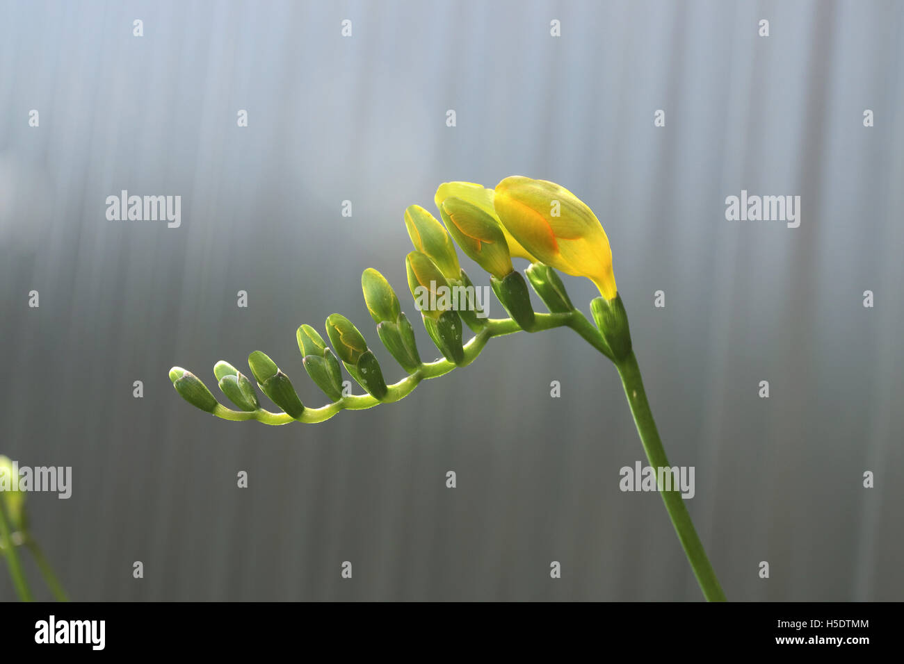 Close up de freesia refracta alba ou connu comme freesias fleur jaune Banque D'Images