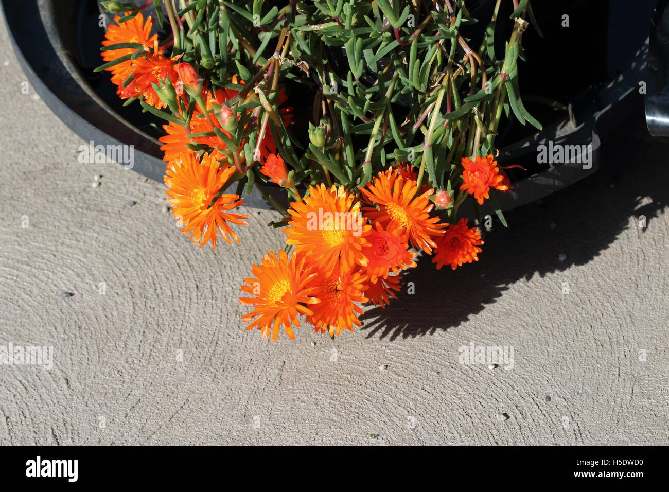 Mesembryanthemum ou connu sous le nom de cochon Orange Face en pleine floraison Banque D'Images
