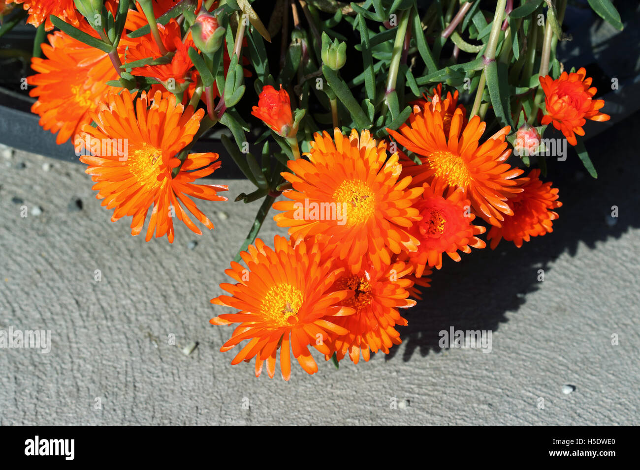 Mesembryanthemum ou connu sous le nom de cochon Orange Face en pleine floraison Banque D'Images