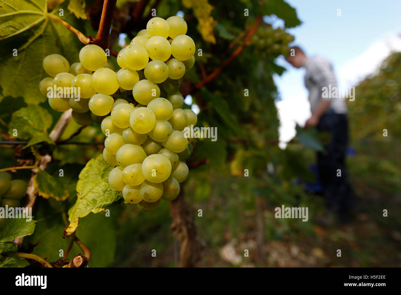 Hambledon Vineyard, Hampshire, Royaume-Uni. 19 octobre, 2016. Un ouvrier travaille dans les vignes à raisins chardonnay récolte l'Hambledon Vineyard dans le Hampshire, au Royaume-Uni Mercredi, 19 octobre 2016. Les vendanges vin anglais a commencé, les perspectives sont bonnes après une fin d'été, en août et septembre. La vigne à Hambledon, un des plus anciens du pays, a 75 000 vignes de plus de 20 hectares dans le parc national des South Downs. Credit : Luke MacGregor/Alamy Live News Banque D'Images