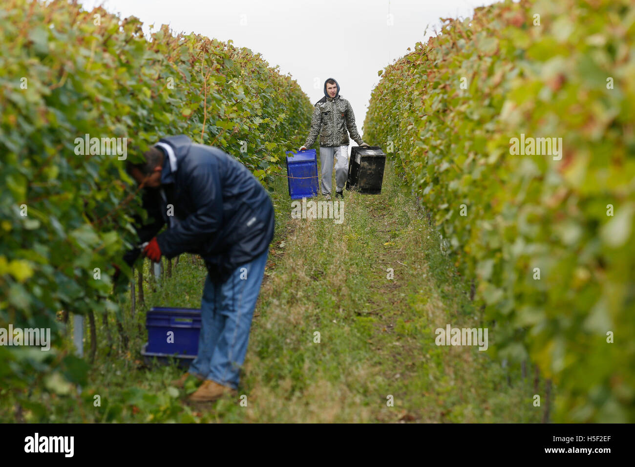 Hambledon Vineyard, Hampshire, Royaume-Uni. 19 octobre, 2016. Travaillent dans les vignes de la récolte à l'charndonnaygrapes Hambledon Vineyard dans le Hampshire, au Royaume-Uni Mercredi, 19 octobre 2016. Les vendanges vin anglais a commencé, les perspectives sont bonnes après une fin d'été, en août et septembre. La vigne à Hambledon, un des plus anciens du pays, a 75 000 vignes de plus de 20 hectares dans le parc national des South Downs. Credit : Luke MacGregor/Alamy Live News Banque D'Images