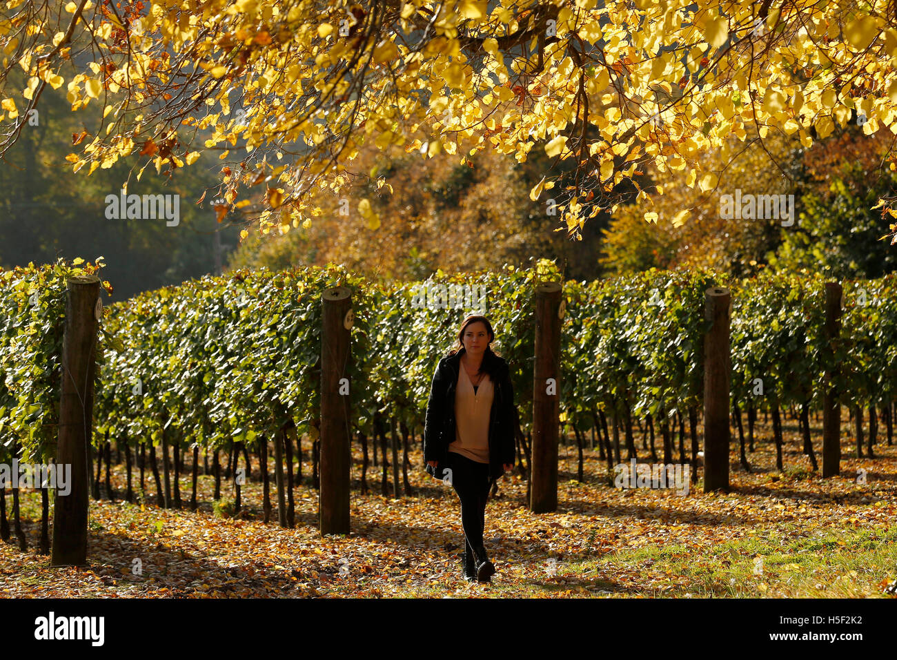 Hambledon Vineyard, Hampshire, Royaume-Uni. 19 octobre, 2016. Un employé de promenades à travers l'automne soleil, il brille à travers les feuilles dorées d'arbres et de vignes à l'Hambledon Vineyard dans le Hampshire, au Royaume-Uni Mercredi, 19 octobre 2016. Les vendanges vin anglais a commencé, les perspectives sont bonnes après une fin d'été, en août et septembre. La vigne à Hambledon, un des plus anciens du pays, a 75 000 vignes de plus de 20 hectares dans le parc national des South Downs. Credit : Luke MacGregor/Alamy Live News Banque D'Images