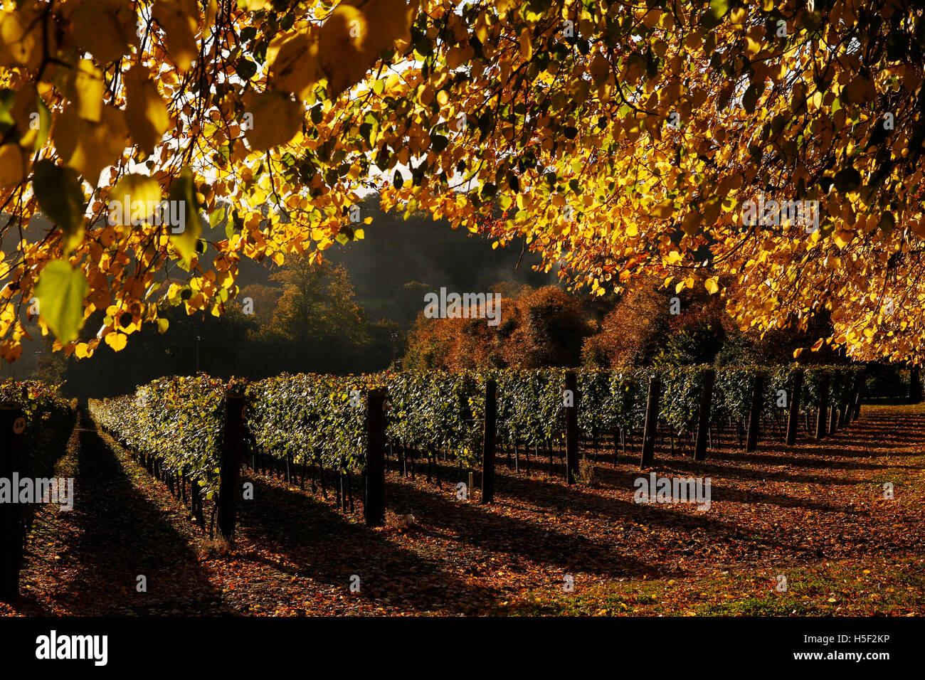 Hambledon Vineyard, Hampshire, Royaume-Uni. 19 octobre, 2016. Soleil d'automne brille à travers les feuilles dorées d'arbres et de vignes à l'Hambledon Vineyard dans le Hampshire, au Royaume-Uni Mercredi, 19 octobre 2016. Les vendanges vin anglais a commencé, les perspectives sont bonnes après une fin d'été, en août et septembre. La vigne à Hambledon, un des plus anciens du pays, a 75 000 vignes de plus de 20 hectares dans le parc national des South Downs. Credit : Luke MacGregor/Alamy Live News Banque D'Images