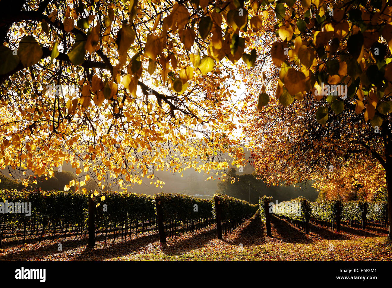 Hambledon Vineyard, Hampshire, Royaume-Uni. 19 octobre, 2016. Soleil d'automne brille à travers les feuilles dorées d'arbres et de vignes à l'Hambledon Vineyard dans le Hampshire, au Royaume-Uni Mercredi, 19 octobre 2016. Les vendanges vin anglais a commencé, les perspectives sont bonnes après une fin d'été, en août et septembre. La vigne à Hambledon, un des plus anciens du pays, a 75 000 vignes de plus de 20 hectares dans le parc national des South Downs. Credit : Luke MacGregor/Alamy Live News Banque D'Images