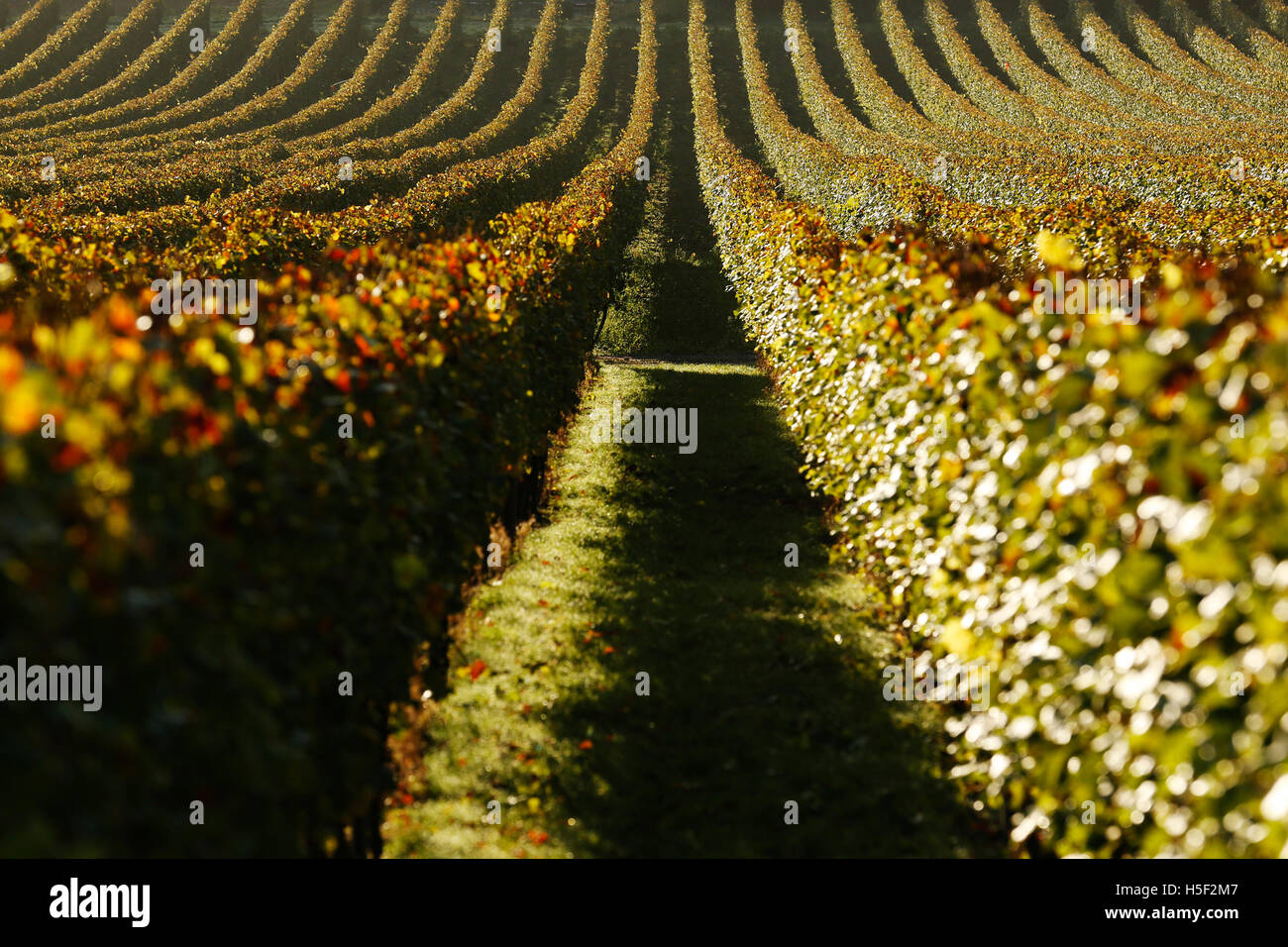 Hambledon Vineyard, Hampshire, Royaume-Uni. 19 octobre, 2016. Soleil d'automne brille à travers les feuilles dorées d'arbres et de vignes à l'Hambledon Vineyard dans le Hampshire, au Royaume-Uni Mercredi, 19 octobre 2016. Les vendanges vin anglais a commencé, les perspectives sont bonnes après une fin d'été, en août et septembre. La vigne à Hambledon, un des plus anciens du pays, a 75 000 vignes de plus de 20 hectares dans le parc national des South Downs. Credit : Luke MacGregor/Alamy Live News Banque D'Images