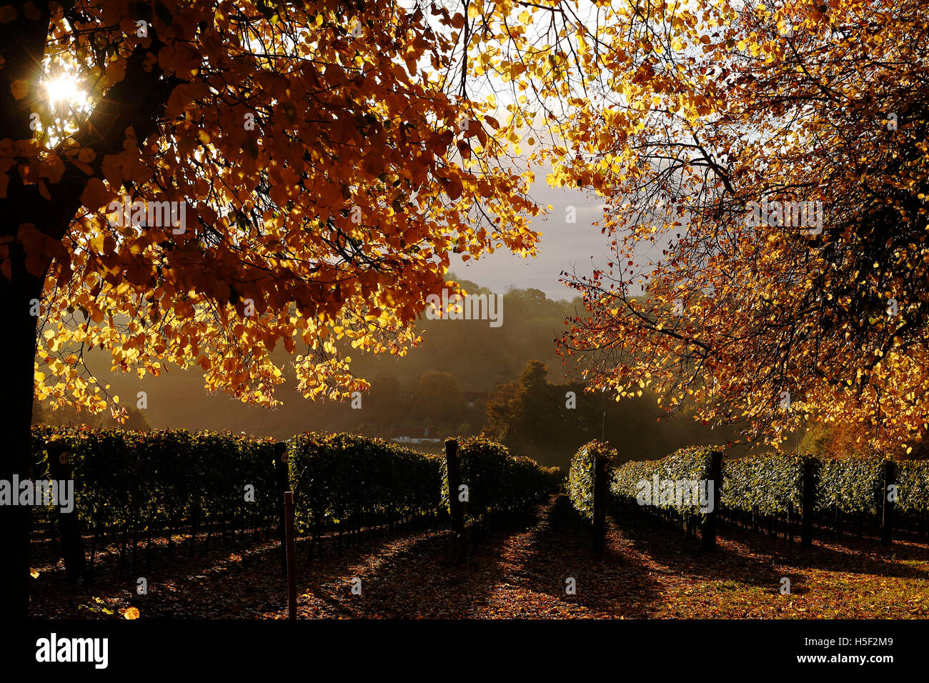 Hambledon Vineyard, Hampshire, Royaume-Uni. 19 octobre, 2016. Soleil d'automne brille à travers les feuilles dorées d'arbres et de vignes à l'Hambledon Vineyard dans le Hampshire, au Royaume-Uni Mercredi, 19 octobre 2016. Les vendanges vin anglais a commencé, les perspectives sont bonnes après une fin d'été, en août et septembre. La vigne à Hambledon, un des plus anciens du pays, a 75 000 vignes de plus de 20 hectares dans le parc national des South Downs. Credit : Luke MacGregor/Alamy Live News Banque D'Images