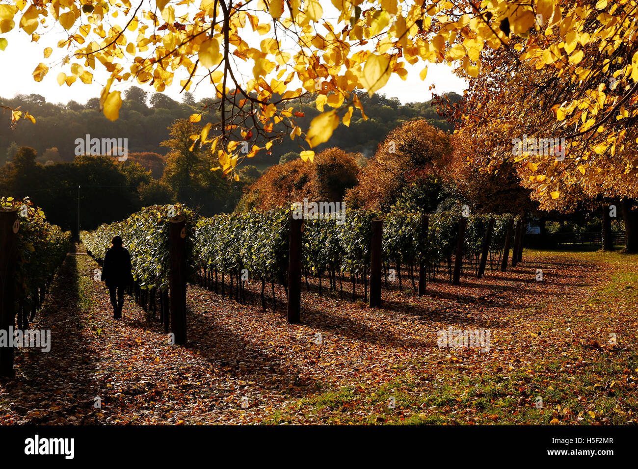 Hambledon Vineyard, Hampshire, Royaume-Uni. 19 octobre, 2016. Un employé de promenades à travers l'automne soleil, il brille à travers les feuilles dorées d'arbres et de vignes à l'Hambledon Vineyard dans le Hampshire, au Royaume-Uni Mercredi, 19 octobre 2016. Les vendanges vin anglais a commencé, les perspectives sont bonnes après une fin d'été, en août et septembre. La vigne à Hambledon, un des plus anciens du pays, a 75 000 vignes de plus de 20 hectares dans le parc national des South Downs. Photographie : © Luke MacGregor  +44 (0) 79 79 74 50 30 Crédit d'luke@lukemacgregor.com : Luke MacGregor/Alamy Live News Banque D'Images