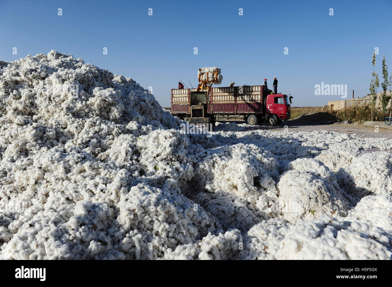 Le Xinjiang, Xinjiang, Chine. 16 Oct, 2016. Le Xinjiang, Chine-Octobre 12 2016 : (usage éditorial uniquement. Les travailleurs de la Chine) charger le camion avec du coton dans le nord-ouest de la Chine, région autonome du Xinjiang Octobre 12th, 2016.Près de 400 000 villageois de Henan, Sichuan, Gansu et Shaanxi en troupeau au Xinjiang pour la cueillette du coton, de septembre à novembre. Selon les statistiques officielles, en 2015, 5,605 millions de tonne de Xinjiang coton produit au total, représentant 62,5 pour cent du pays.Généralement chaque travailleur de la cueillette du coton picks 100 à 200 kilo de coton, ce qui signifie que le travailleur n'a à l'arc à Banque D'Images