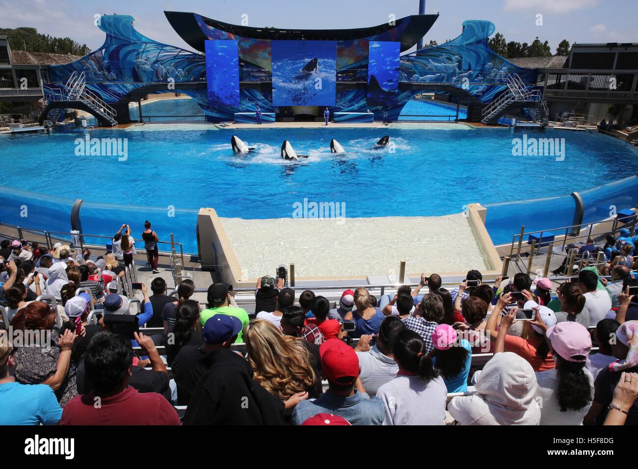 San Diego, Californie, USA. 6 octobre, 2015. Un gouvernement de l'état de Californie rapport de la California Coastal Commission recommande permettant à SeaWorld pour étendre son infrastructure à ses orques du parc de San Diego, l'indignation des écologistes qui disent que les plus grands réservoirs pourraient être utilisés pour se reproduire plus d'Orcas pour être gardés en captivité. Des dizaines de milliers de gens ont écrit à la commission dans l'opposition aux plans, appelant l'expansion d'une opération de marketing pour stimuler sa chute et la fréquentation du parc à thème marin pas leur conviction que les orques ne devraient pas être en captivité à tous. La participation a chuté de 84 % Banque D'Images