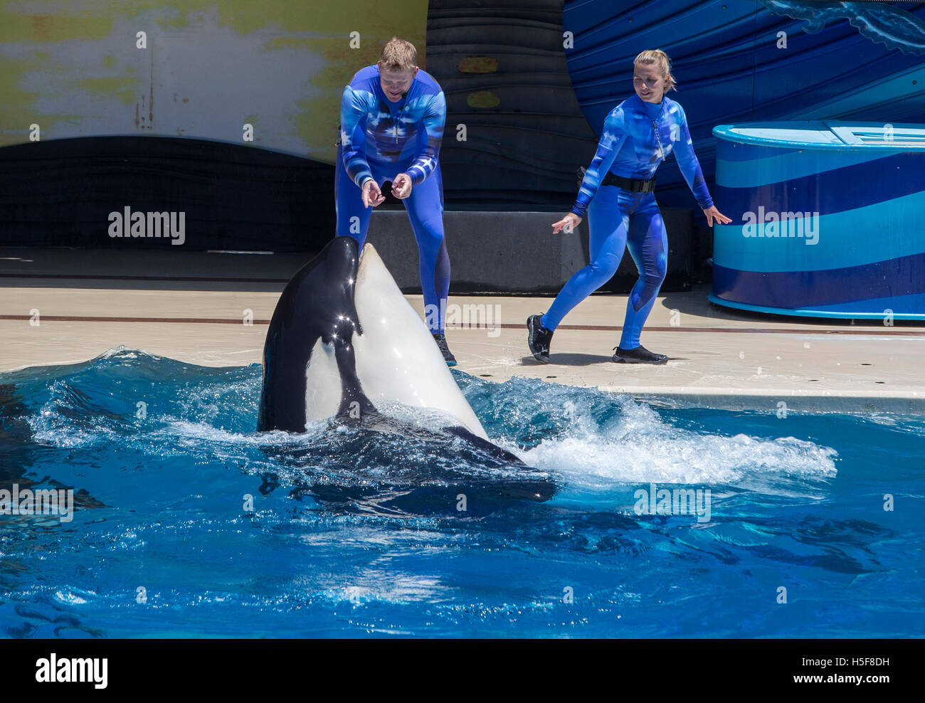 San Diego, Californie, USA. 6 octobre, 2015. Un gouvernement de l'état de Californie rapport de la California Coastal Commission recommande permettant à SeaWorld pour étendre son infrastructure à ses orques du parc de San Diego, l'indignation des écologistes qui disent que les plus grands réservoirs pourraient être utilisés pour se reproduire plus d'Orcas pour être gardés en captivité. Des dizaines de milliers de gens ont écrit à la commission dans l'opposition aux plans, appelant l'expansion d'une opération de marketing pour stimuler sa chute et la fréquentation du parc à thème marin pas leur conviction que les orques ne devraient pas être en captivité à tous. La participation a chuté de 84 % Banque D'Images