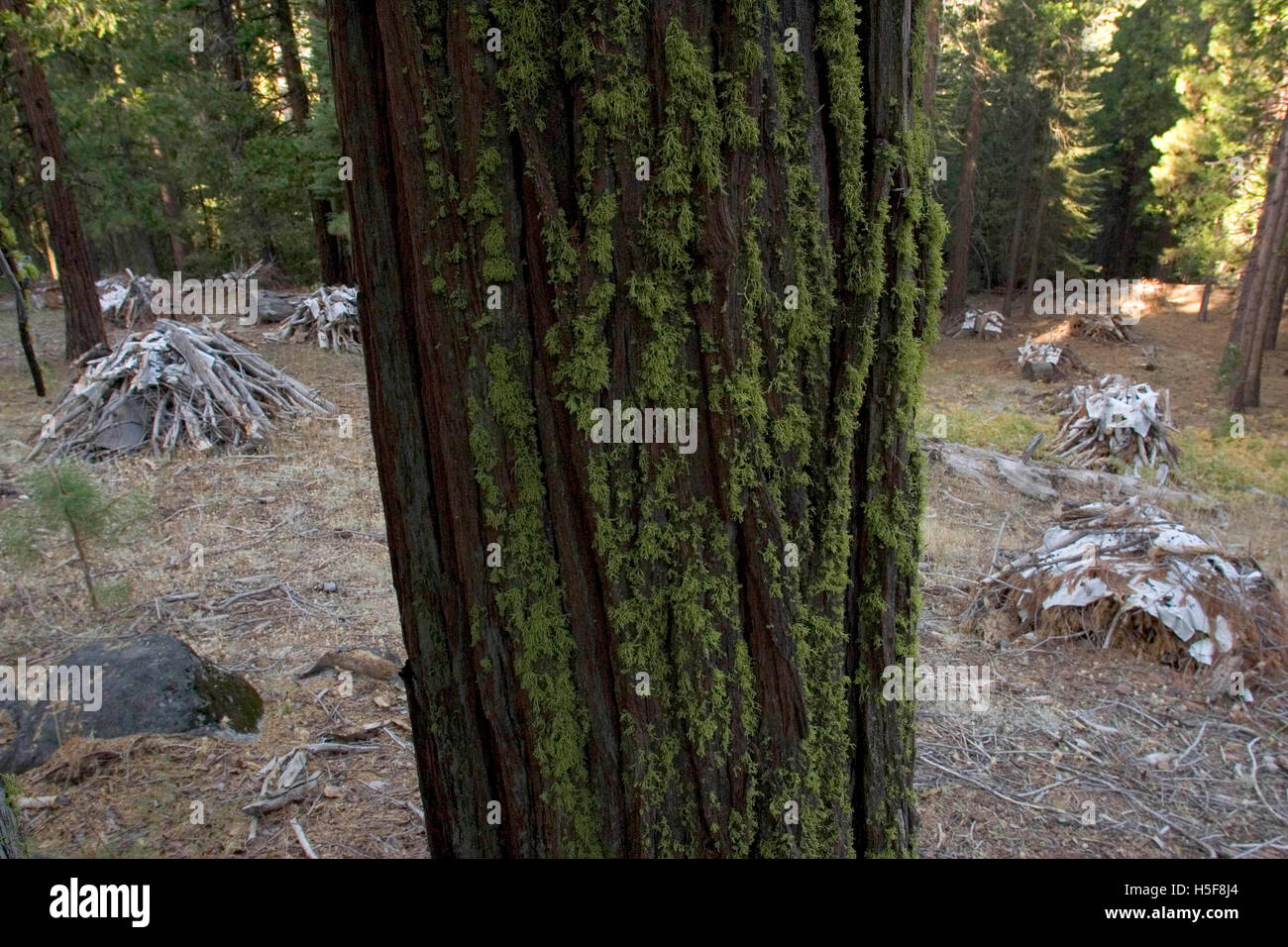 Nov 27, 2005 ; Yosemite, CA, USA ; "prescrit" ou "brûlage dirigé" est une partie de la gestion des forêts. Le feu est un élément naturel de l'écologie forestière et contrôlé le feu est un outil utile pour les forestiers. Combustion contrôlée stimule la germination de certains arbres forestiers hautement souhaitable, renouvelant ainsi la forêt. Certaines graines, tels que sequoia, restent en dormance jusqu'à ce que l'incendie se décompose l'enrobage des semences. Une autre considération est en fait la lutte contre les incendies. En Floride, au cours de la sécheresse en 1998, incendies catastrophiques ont brûlé un certain nombre de foyers. Mais les gestionnaires forestiers remarque que le vrai problème était que les bur Banque D'Images