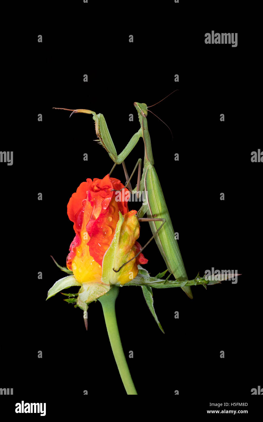 Mante religieuse verte, Mantis religiosa, assis sur un rosebud isolé sur noir dans sa pose typique, d'attente pour les insectes pour attraper Banque D'Images