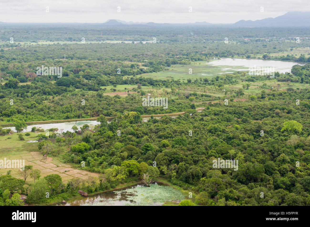 Vue sur la campagne et la forêt de Pidurangala Rock, Sigiriya, Sri Lanka Banque D'Images