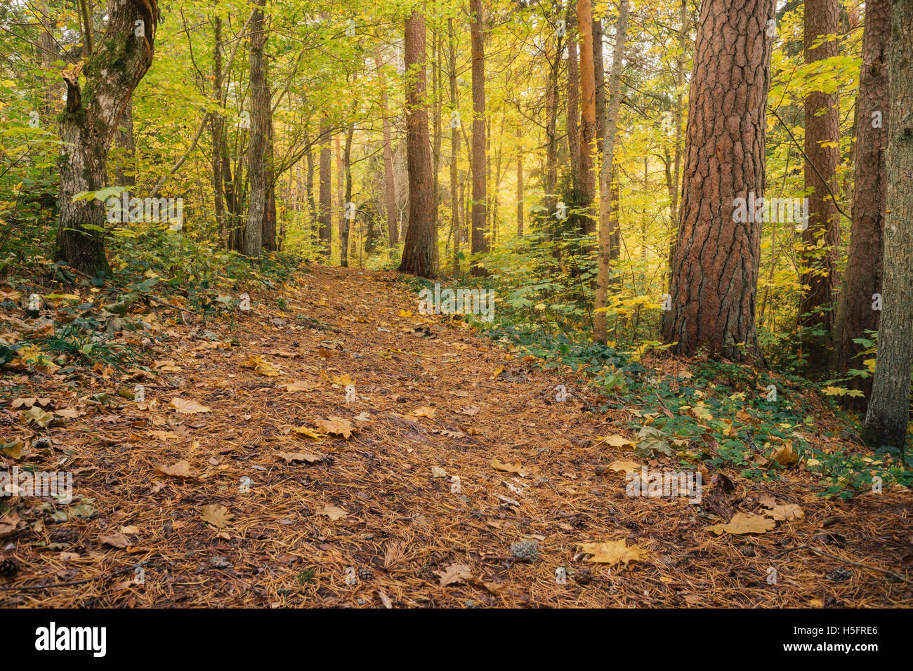 Sentier menant à travers la zone de bois coloré d'automne Banque D'Images