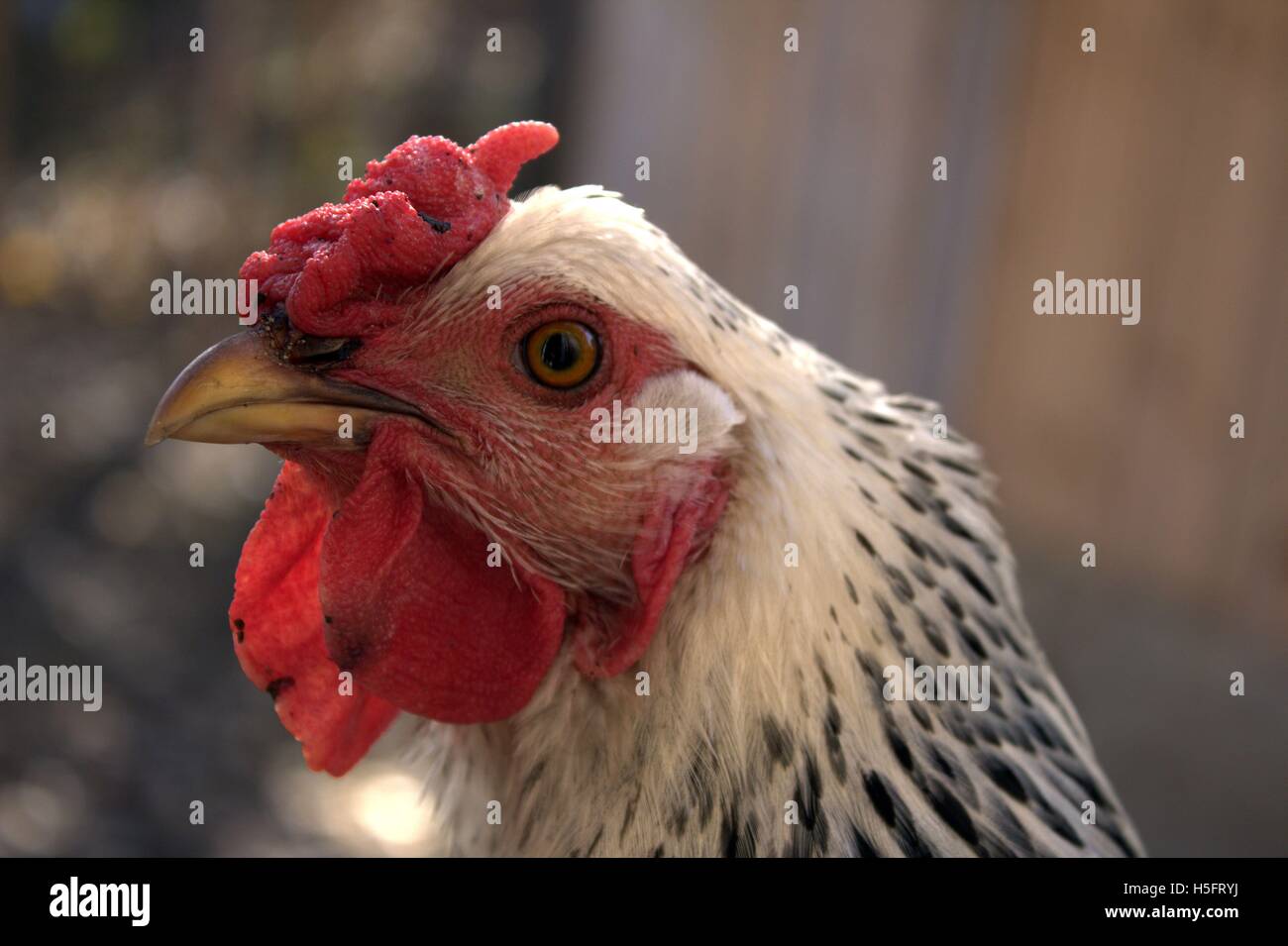 Galon d'argent Poule Wyandotte, Close Up Banque D'Images