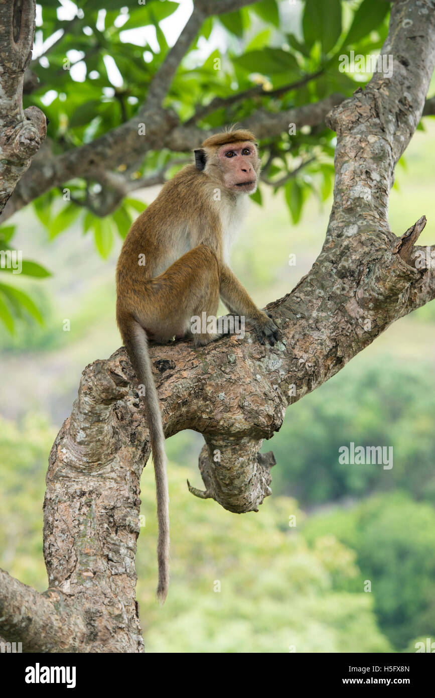 Toque macaque, Macaca sinica sinica, Dambulla, Sri Lanka Banque D'Images