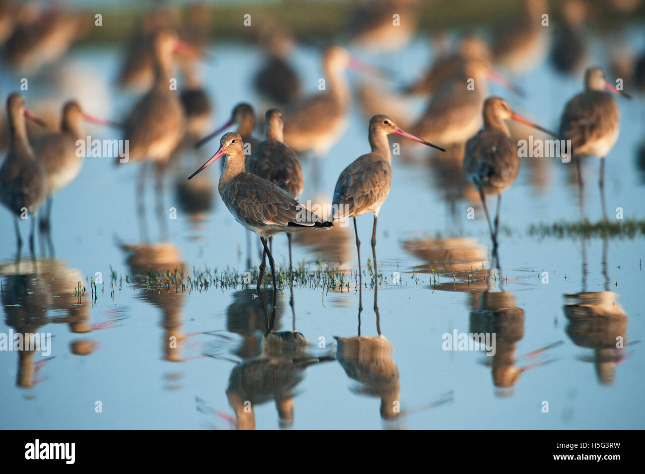 L'image de la barge à queue noire (Limosa limosa) près de Pune, Maharashtra, Inde Banque D'Images