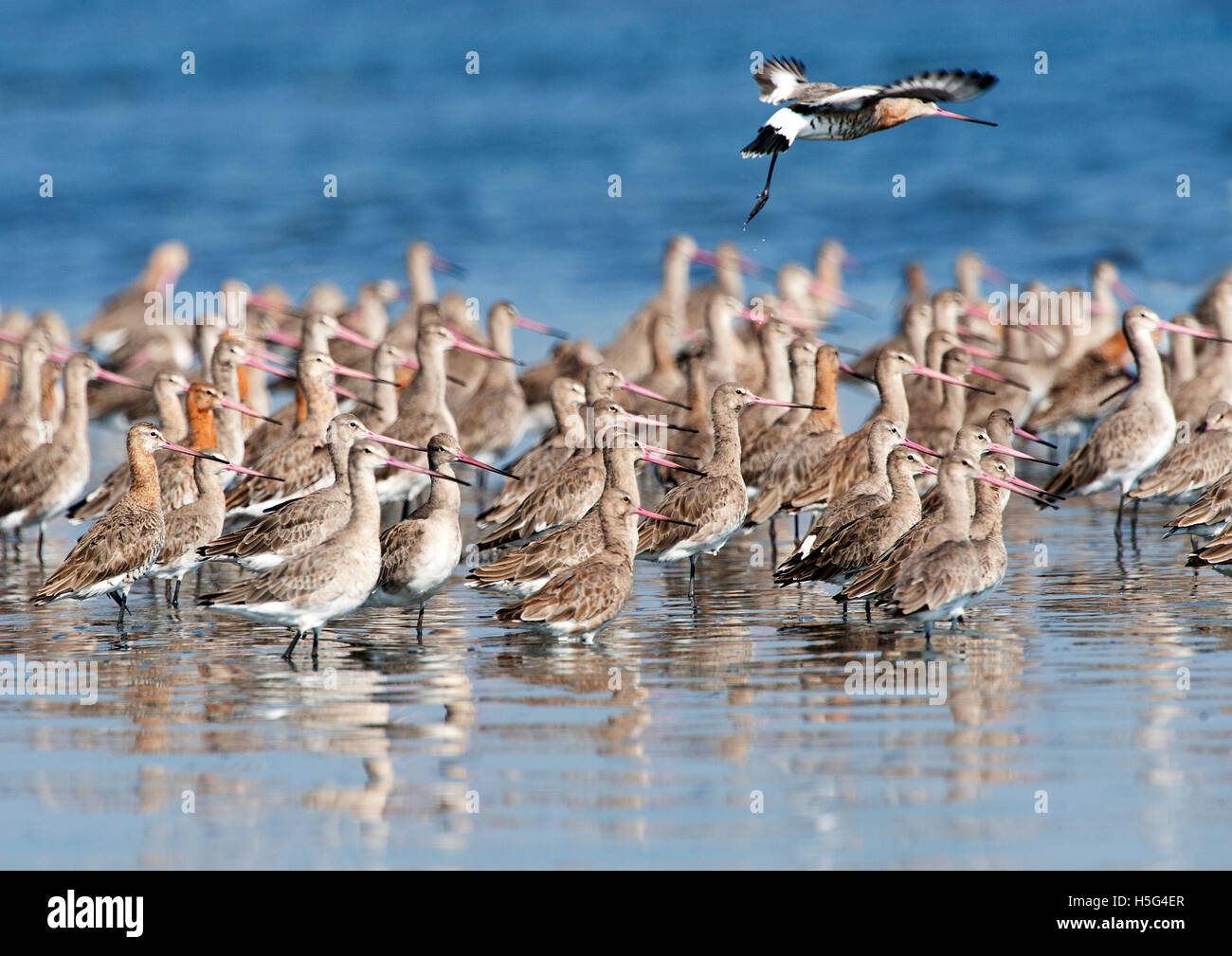 L'image de la barge à queue noire (Limosa limosa) près de Pune, Maharashtra, Inde Banque D'Images