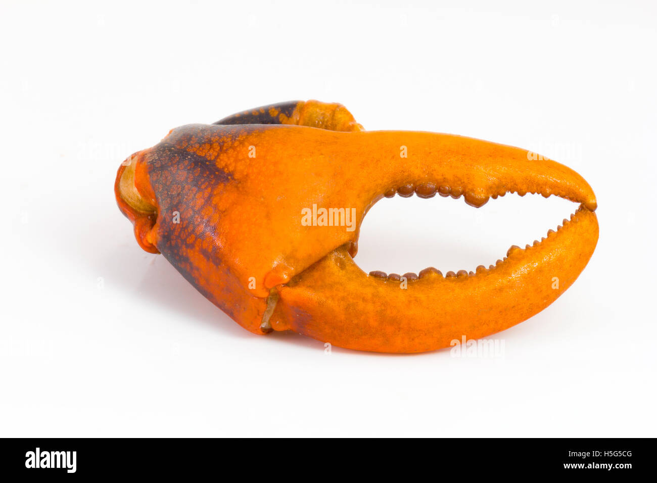 Pince de crabe bouilli isolated on white Banque D'Images