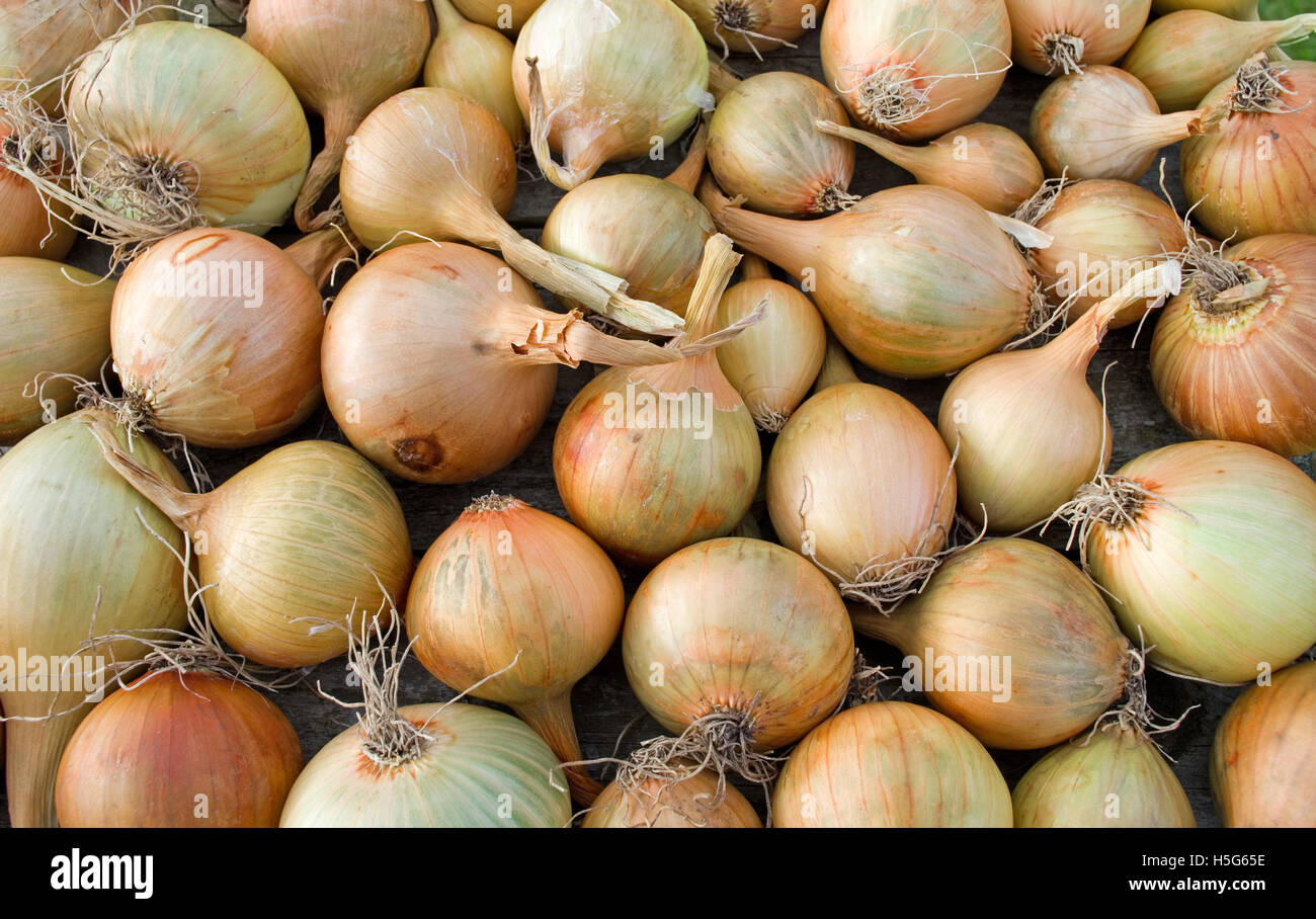 Close up of home grown oignons Sturon récoltés et Centurion séchant sur plateau en bois, Cumbria, Angleterre, Royaume-Uni Banque D'Images