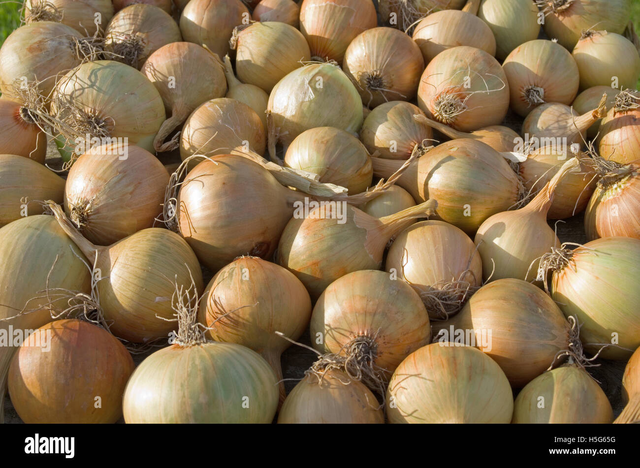 Close up of home grown oignons Sturon récoltés et Centurion séchage en soleil sur plateau en bois, Cumbria, Angleterre, Royaume-Uni Banque D'Images