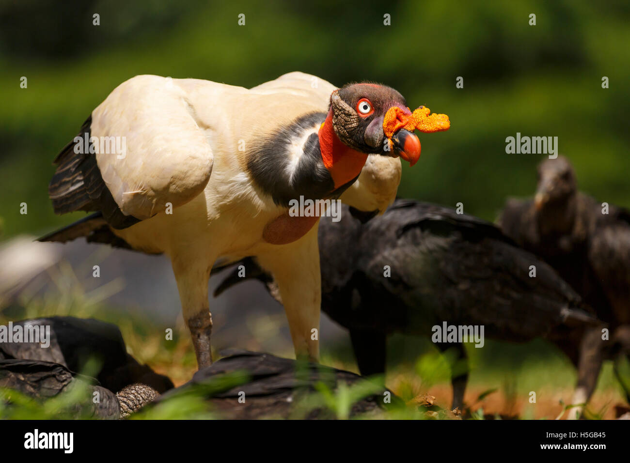 King Vulture, Sarcoramphus papa, famille Cathartidae. Banque D'Images