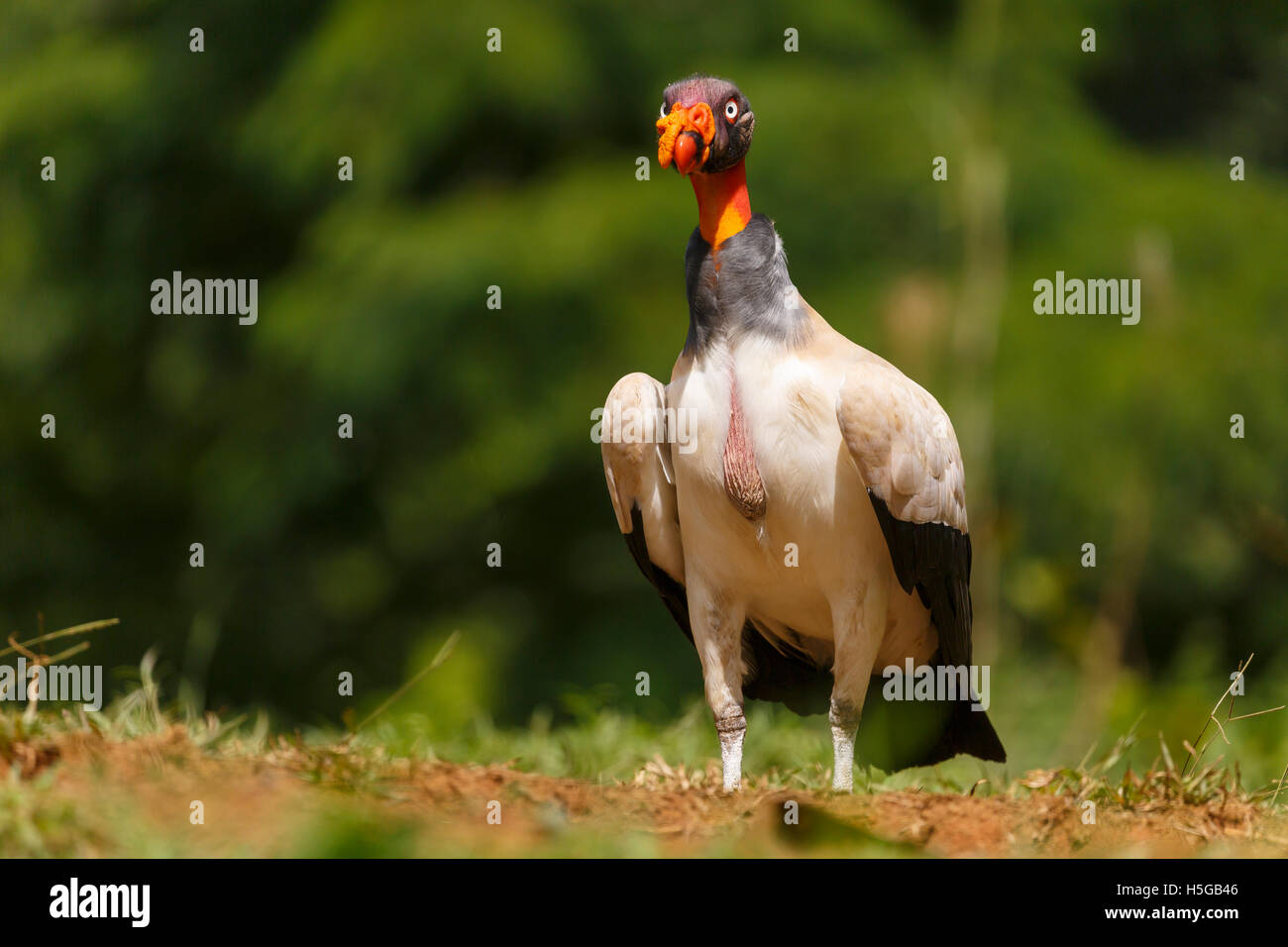 King Vulture, Sarcoramphus papa, famille Cathartidae Banque D'Images