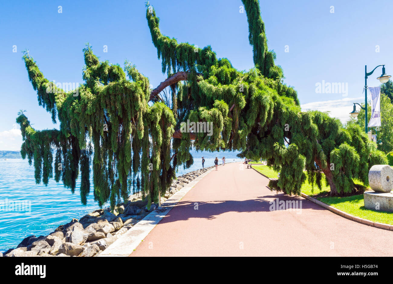 Un arbre Séquoia géant pleureur penché au-dessus de la promenade du bord de mer à Évian-les-Bains, France Banque D'Images