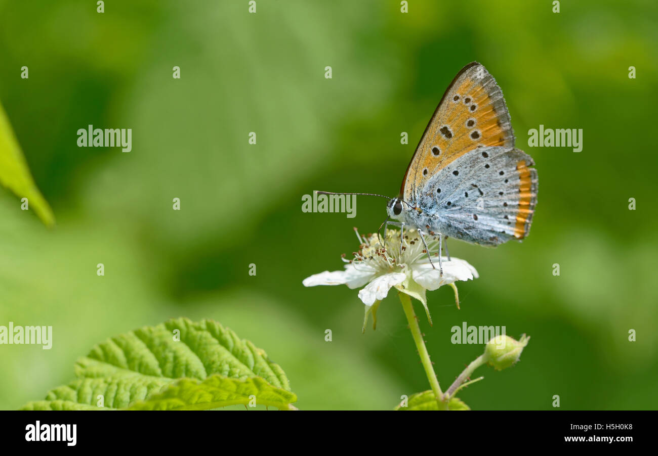 Blue (Polyommatus icarus commune) papillon sur une fleur Banque D'Images
