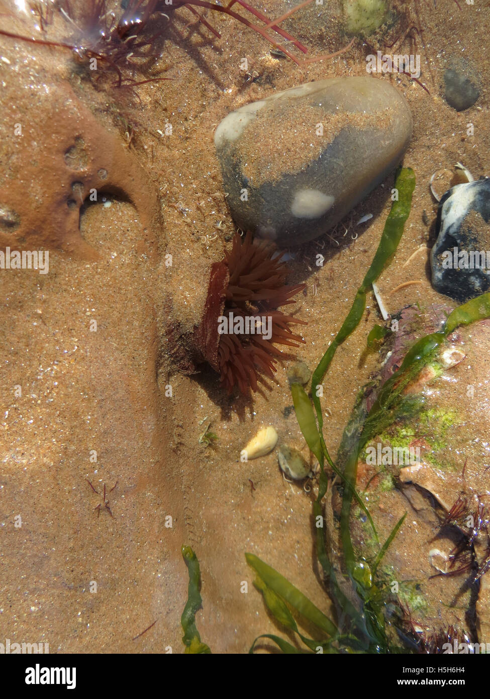 Anémone Actinia equina (Beadlet) dans des eaux très peu profondes avec l'algue verte et rouge, dans une piscine dans les rochers au tournant de la marée Banque D'Images