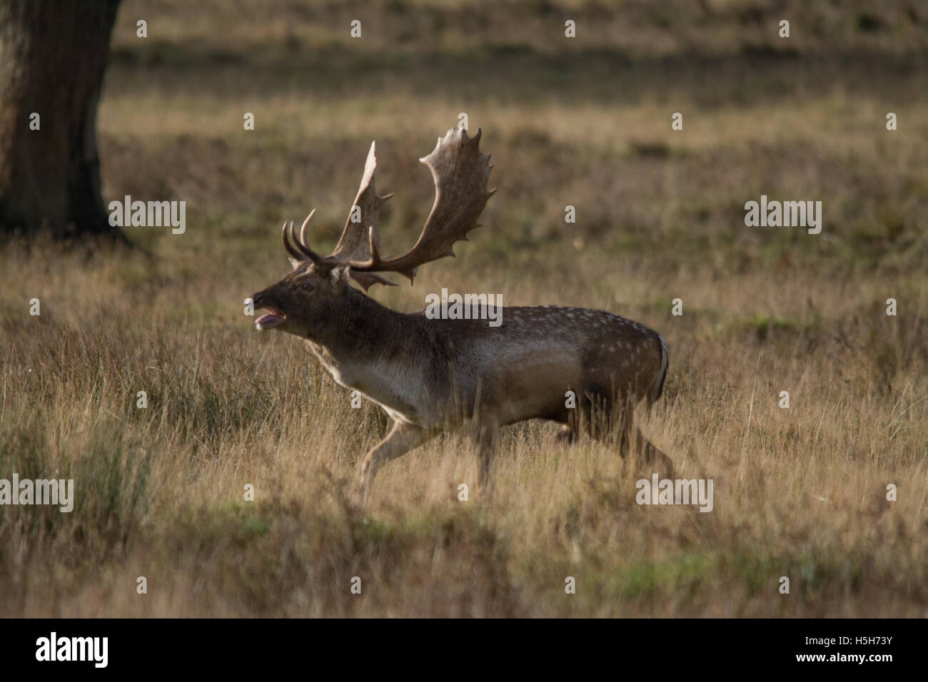 Daims buck beuglant au cours de l'automne saison de rut à Petworth Park dans le West Sussex, Angleterre Banque D'Images