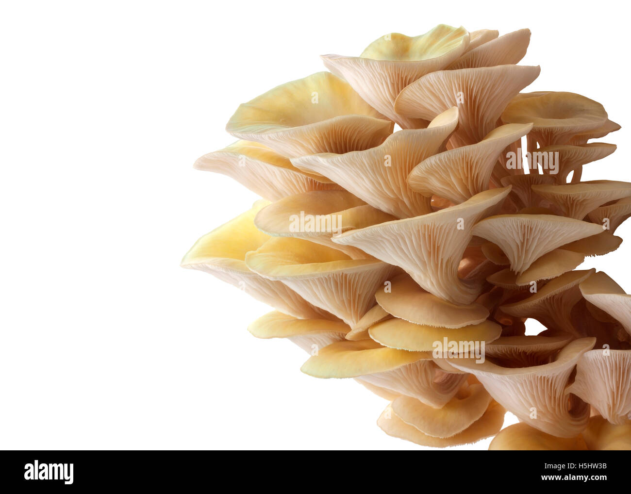 A jaune ou d'or comestible pleurotes (Pleurotus) sur un fond blanc pour découper Banque D'Images